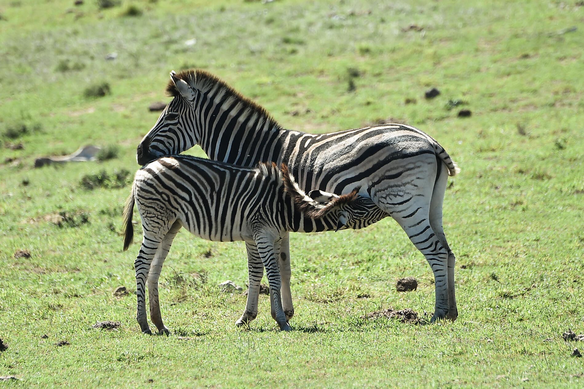 Madagaskar und Südafrika