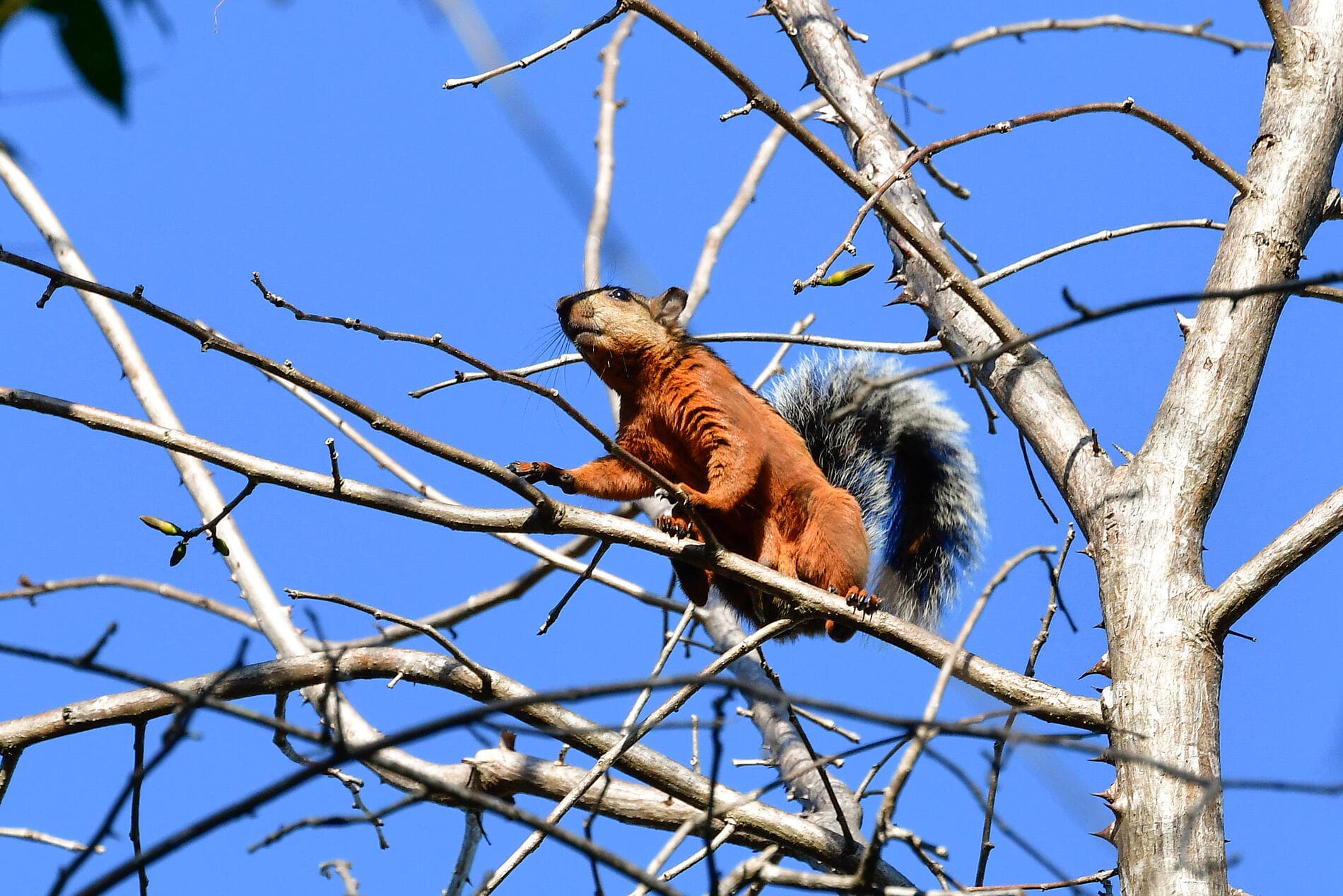 Geheimnisse Mittelamerikas