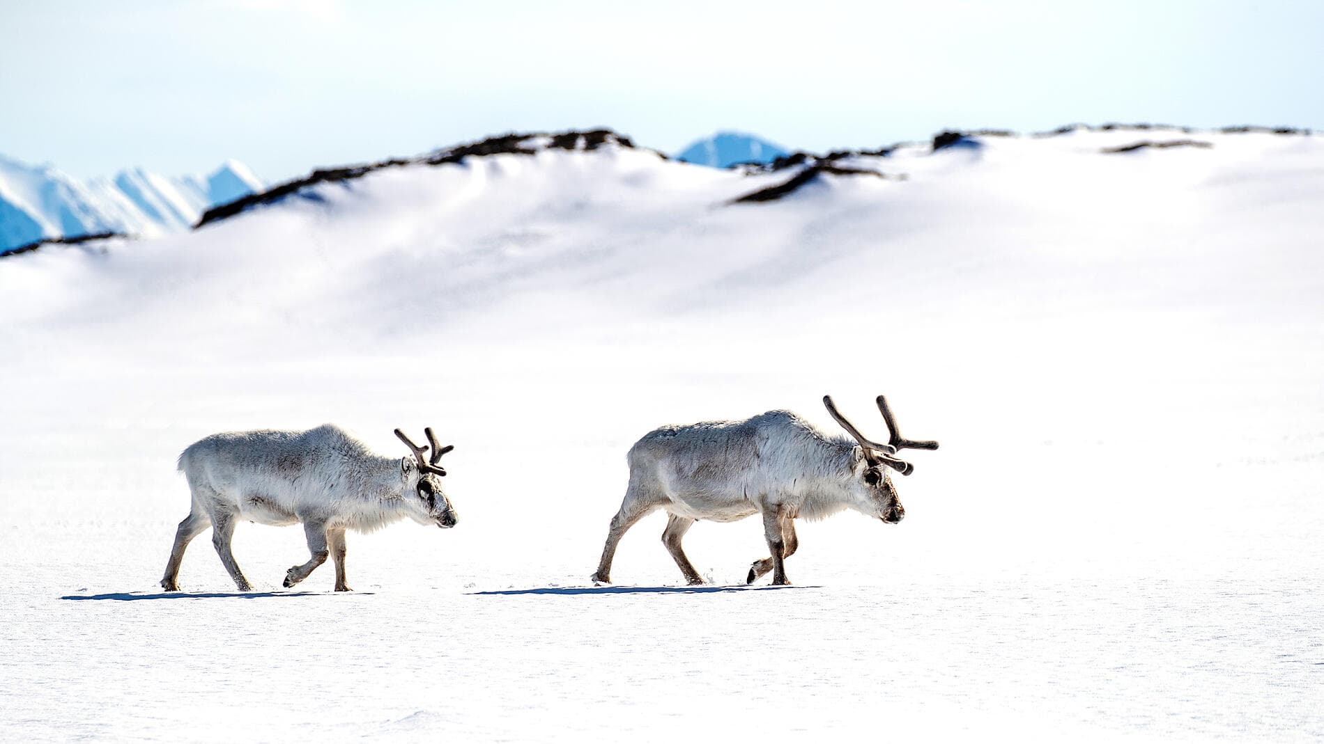 Unerforschtes Spitzbergen