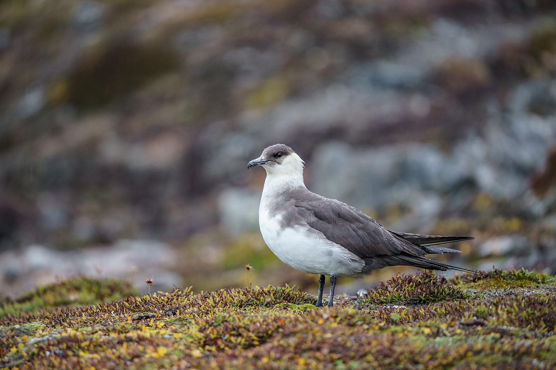 Unerforschtes Spitzbergen