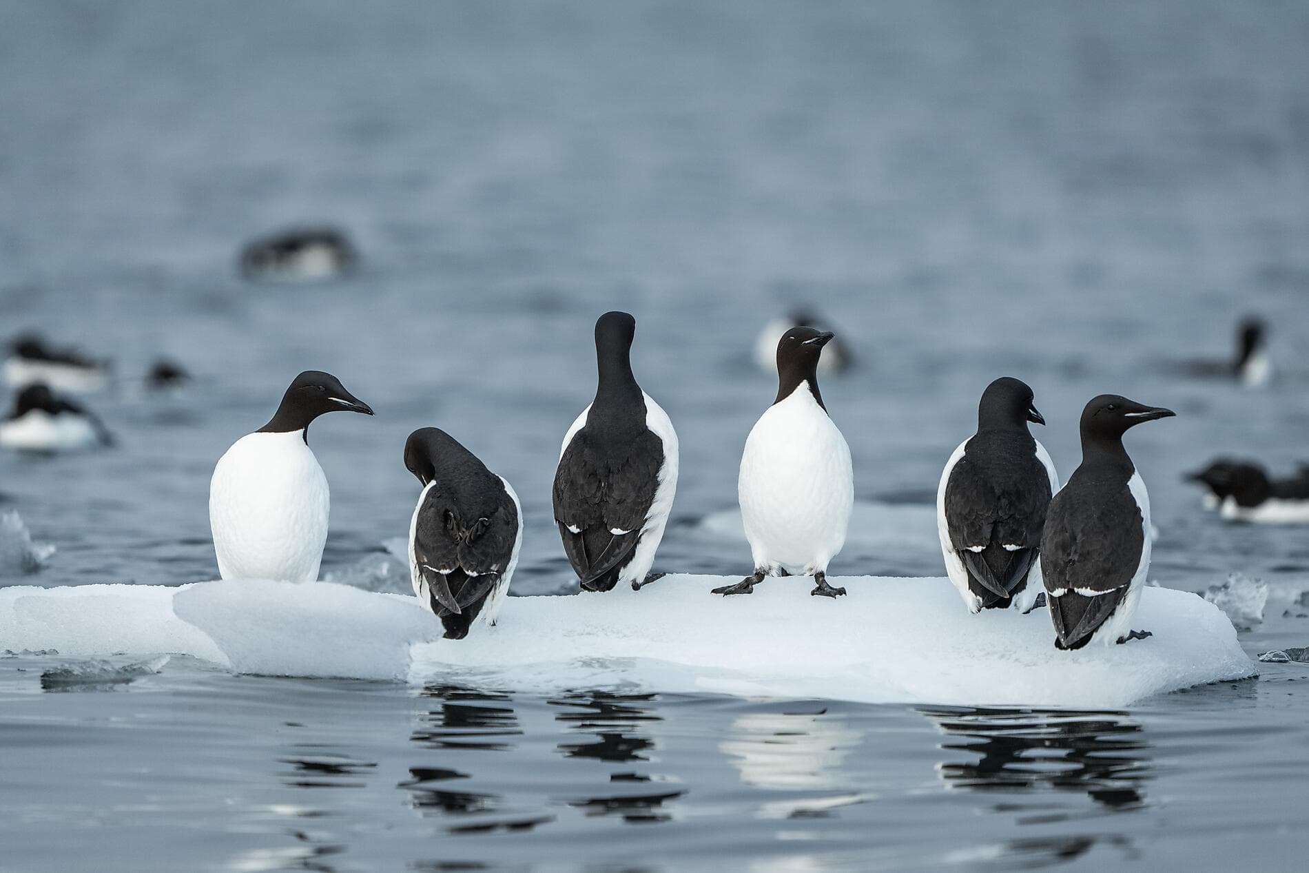 Unerforschtes Spitzbergen