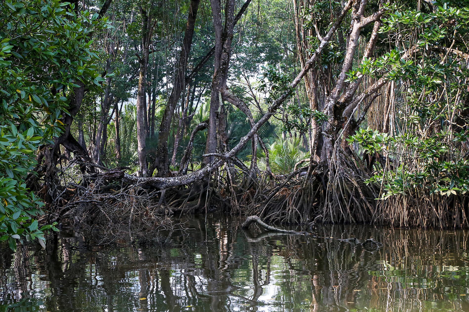Naturschätze und Geheimnisse der Philippinen und Borneos