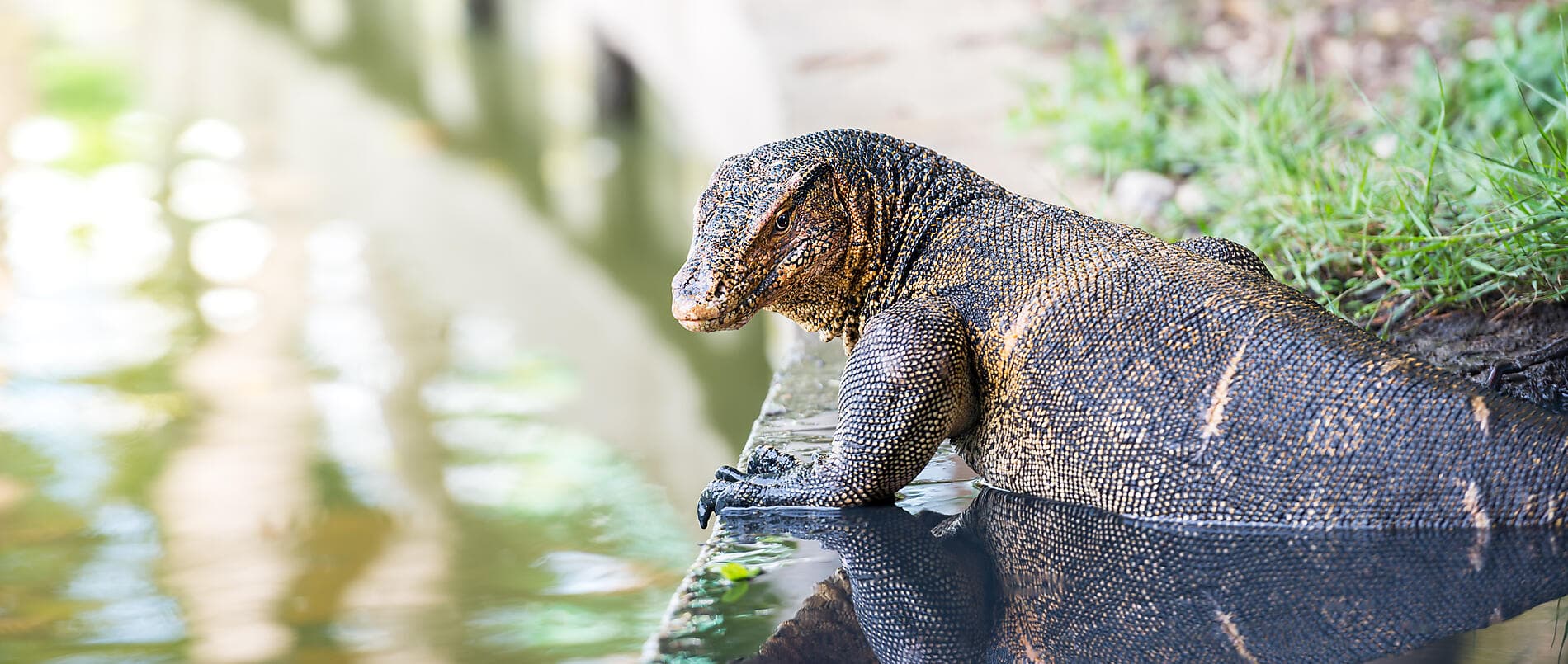Reise nach Indonesien: Drachen, Riffe und die Gewürzinseln – mit Smithsonian Journeys