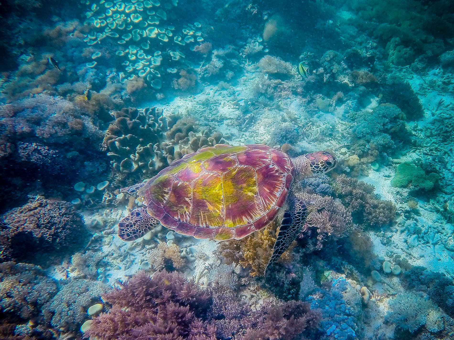 Reise nach Indonesien: Drachen, Riffe und die Gewürzinseln – mit Smithsonian Journeys