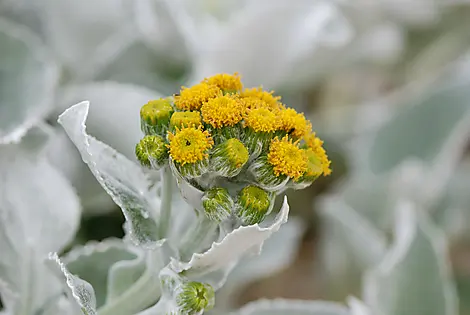 22. Dez 26 - Grave Cove