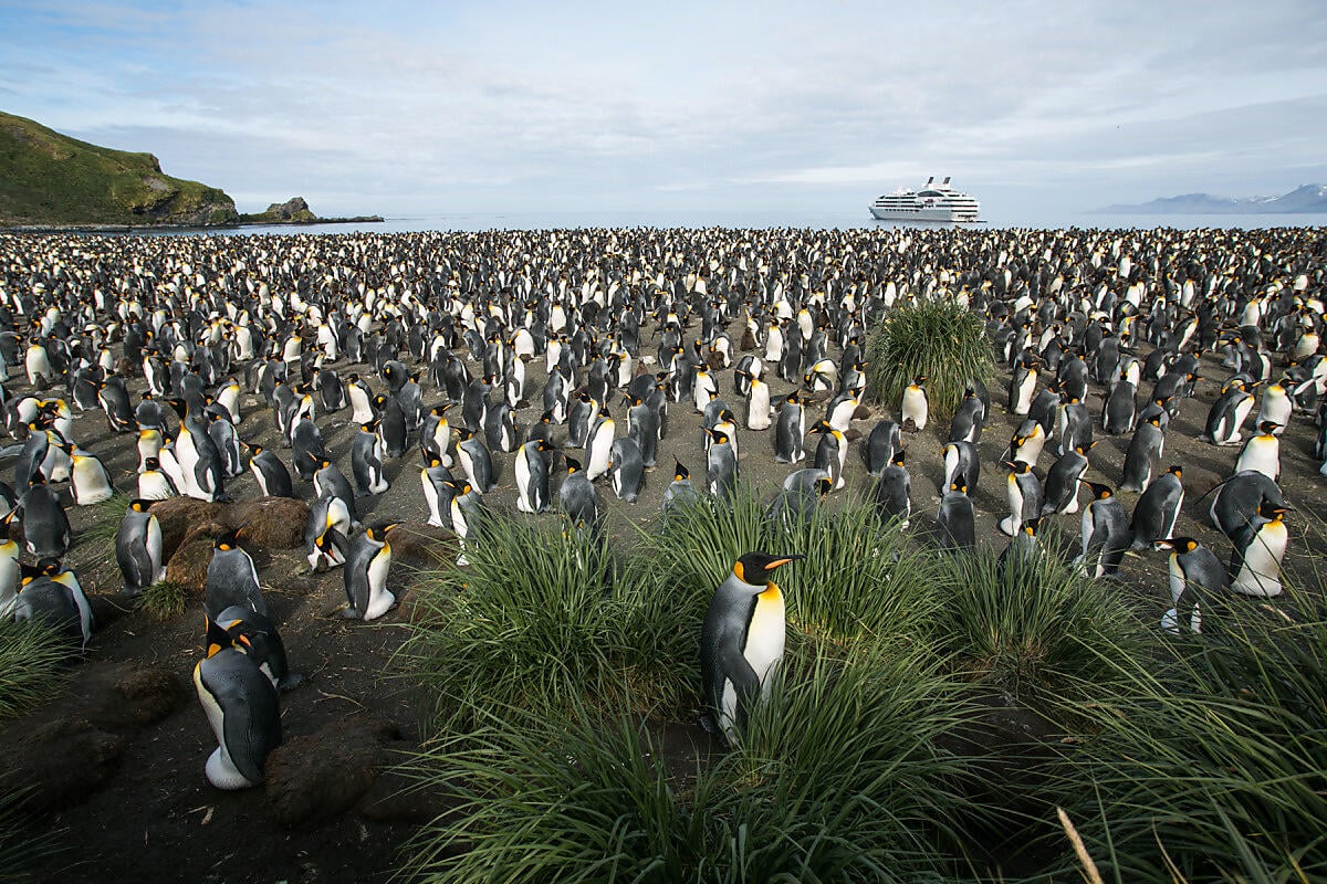 6494- Gold Harbour - Georgie du Sud-OK.JPEG