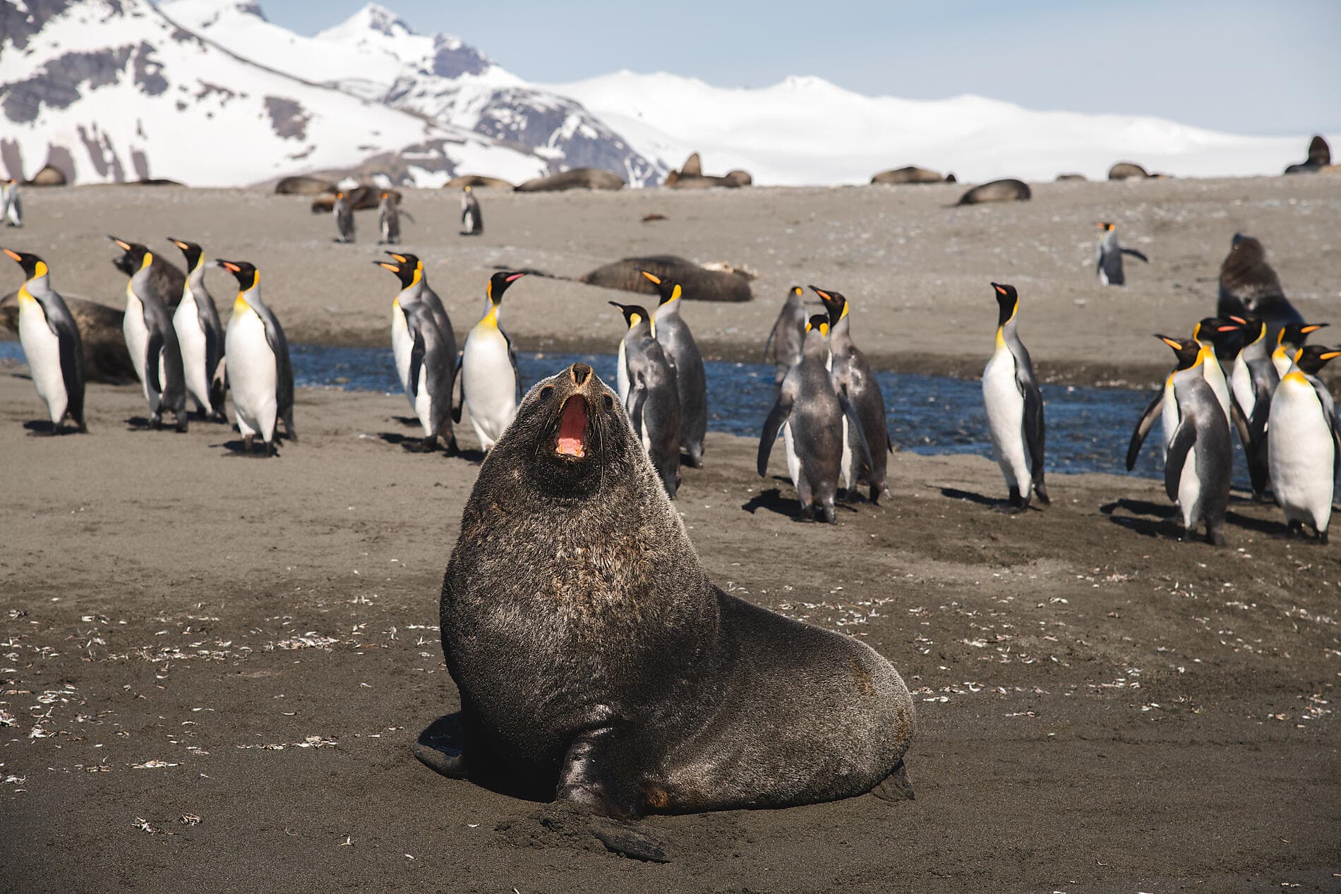 Antarktis, Falklandinseln und Südgeorgien