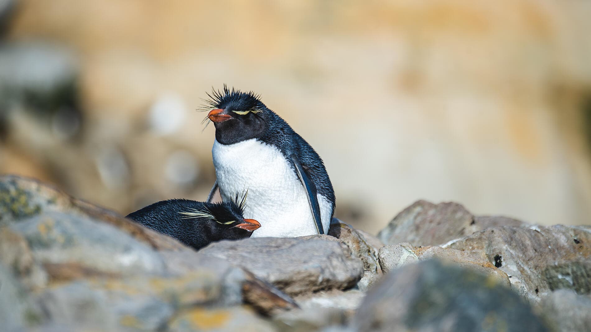 Antarktis, Falklandinseln und Südgeorgien