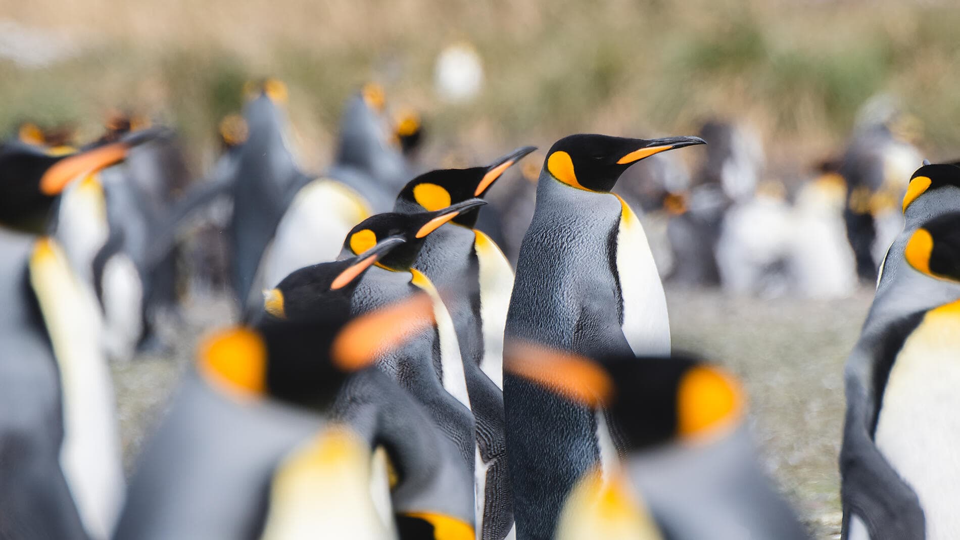 Antarktis, Falklandinseln und Südgeorgien