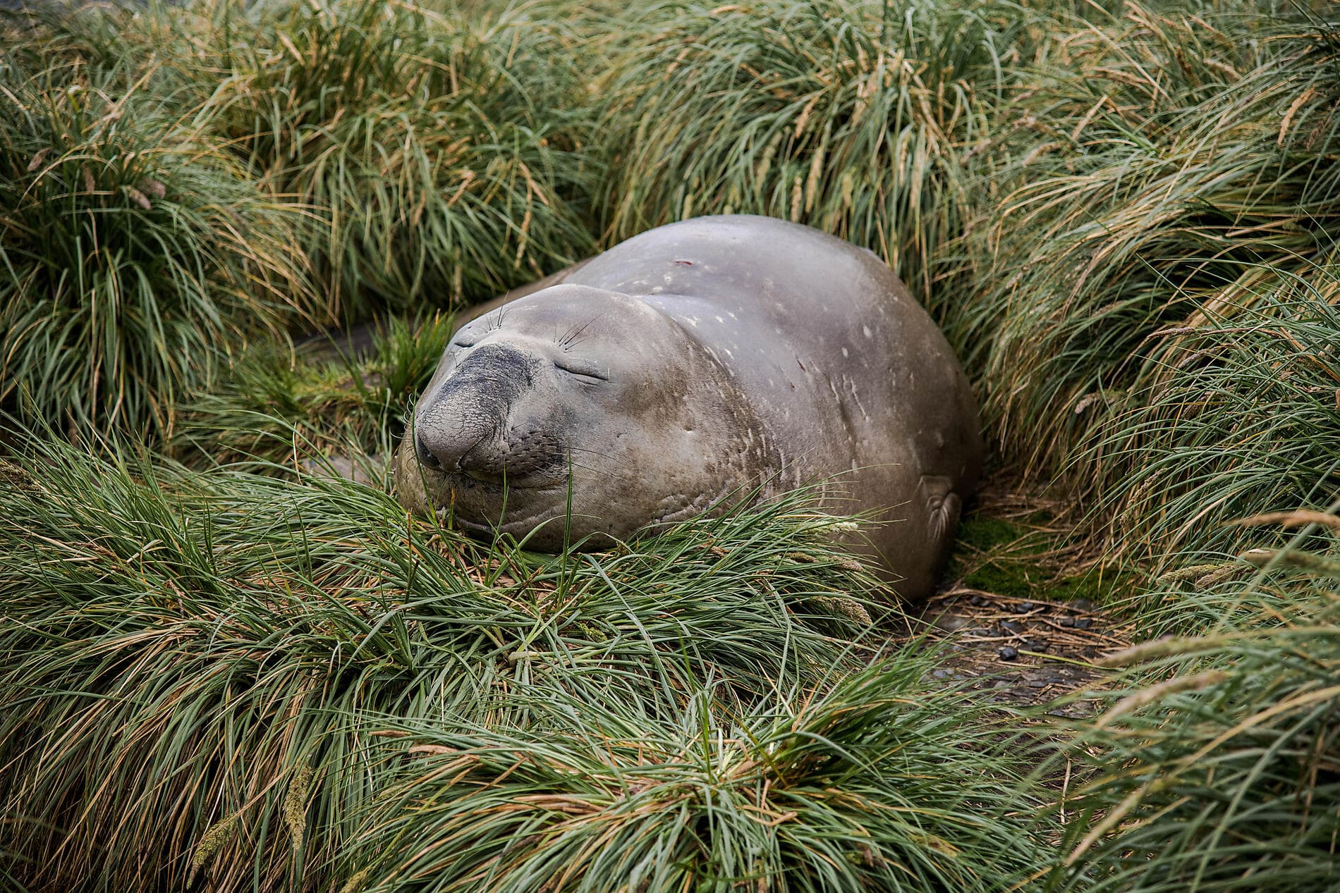 Antarktis, Falklandinseln und Südgeorgien