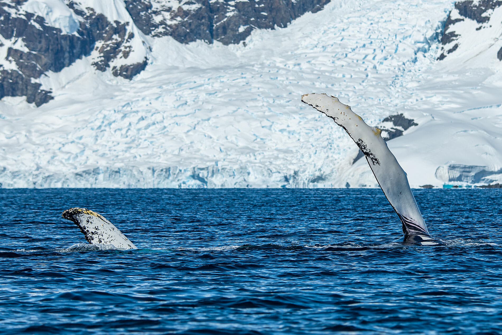 Antarktis, Falklandinseln und Südgeorgien