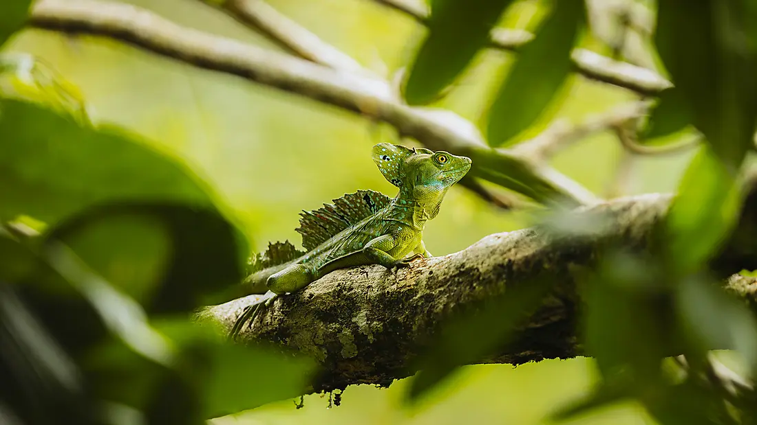 Die Pazifikküste von Costa Rica